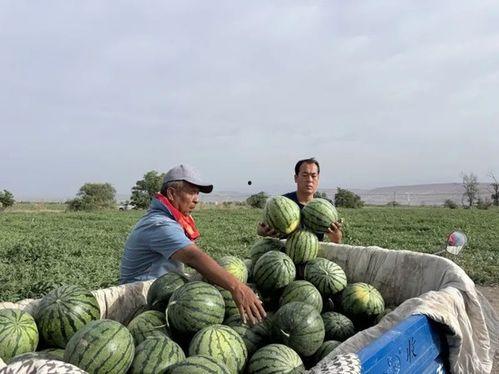 朝拜吃瓜,探寻信仰与吃瓜的奇妙融合